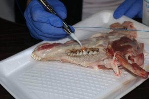 Tishk International University | Faculty of Dentistry