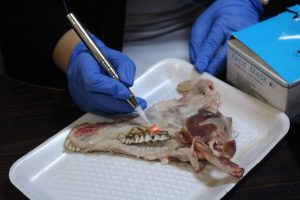 Tishk International University | Faculty of Dentistry